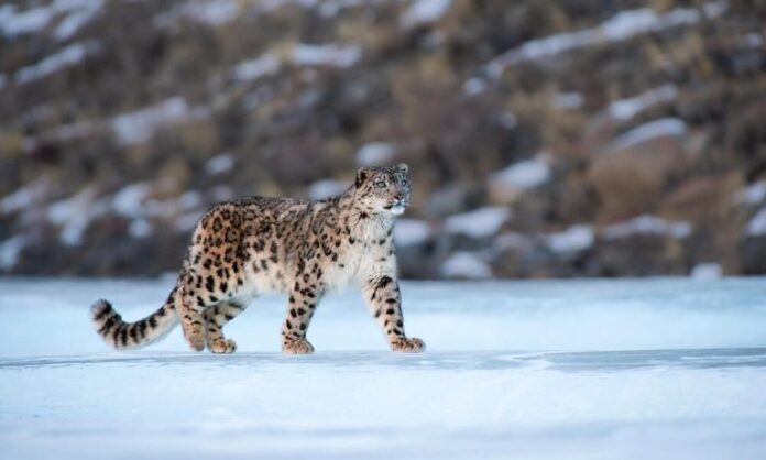 Snow leopard spotted in Himachal Pradesh's high-altitude region